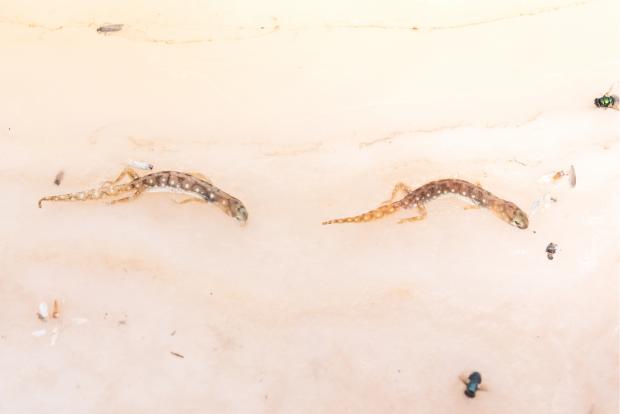 Two Lizards