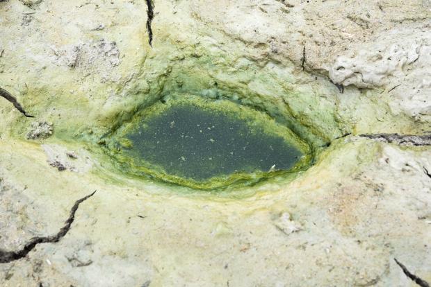 Algae Well
